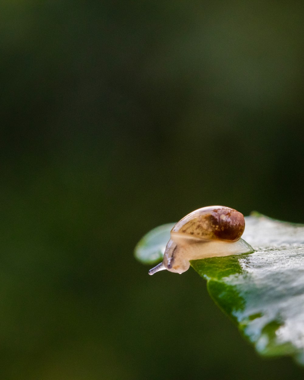 green snail on green leaf