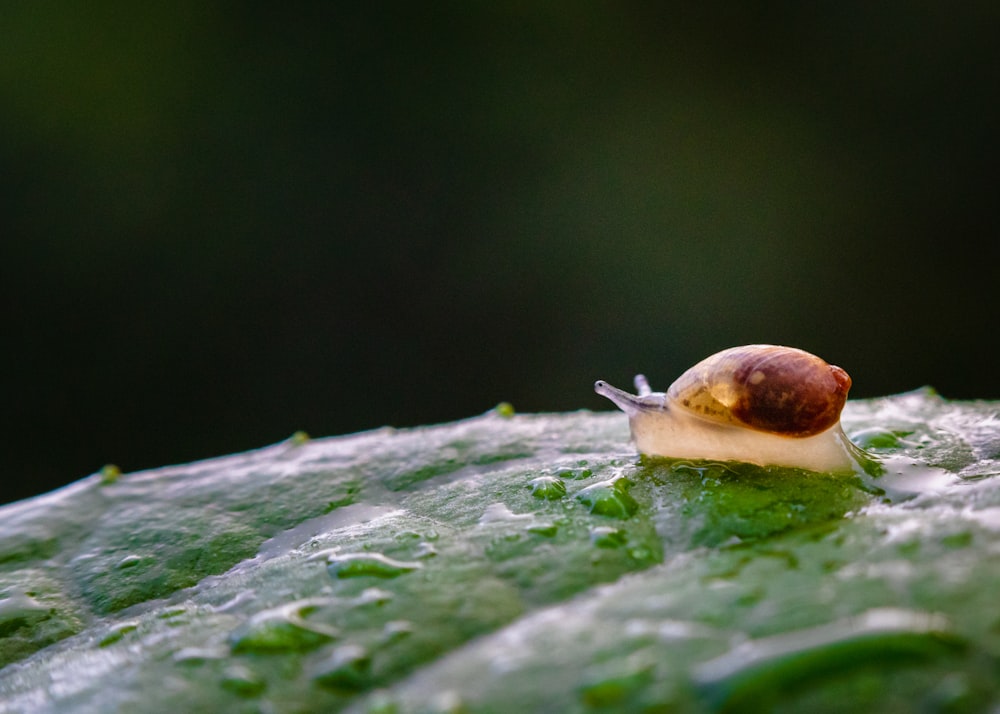 brown snail on green leaf