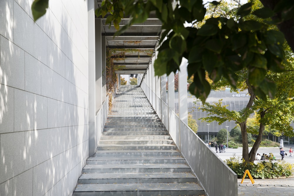 green trees on gray concrete pathway