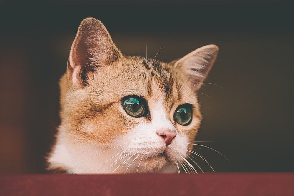 gato marrom e branco na mesa de madeira marrom