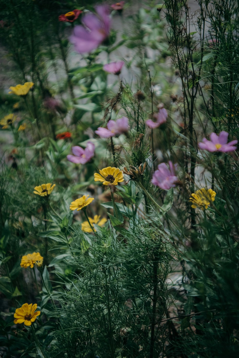 yellow and pink flowers in tilt shift lens