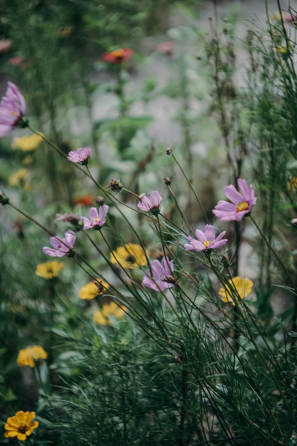 purple and yellow flowers in tilt shift lens