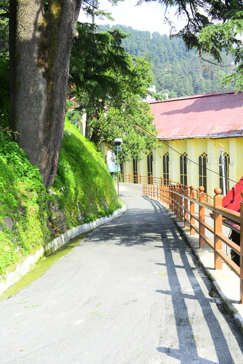 green trees beside brown wooden fence