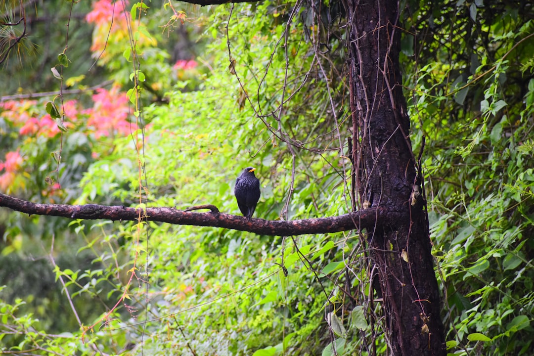 Nature reserve photo spot Shimla Kotgarh