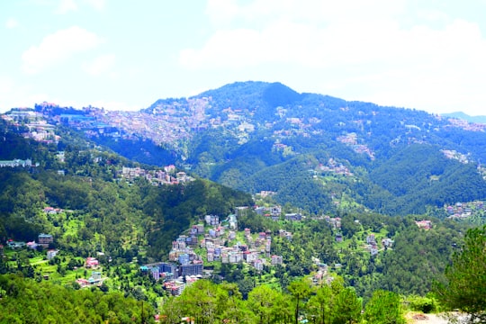 green trees on mountain during daytime in Shimla India