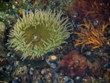 A vibrant underwater environment featuring a large sea anemone with light green tentacles, surrounded by various marine life, including shells and seaweed in shades of brown and orange.