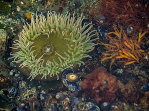 A vibrant underwater environment featuring a large sea anemone with light green tentacles, surrounded by various marine life, including shells and seaweed in shades of brown and orange.