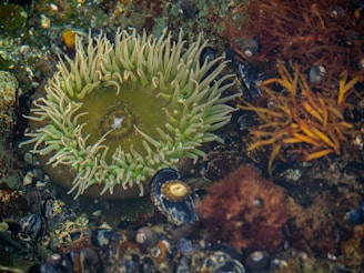 A vibrant underwater environment featuring a large sea anemone with light green tentacles, surrounded by various marine life, including shells and seaweed in shades of brown and orange.