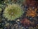 A vibrant underwater environment featuring a large sea anemone with light green tentacles, surrounded by various marine life, including shells and seaweed in shades of brown and orange.