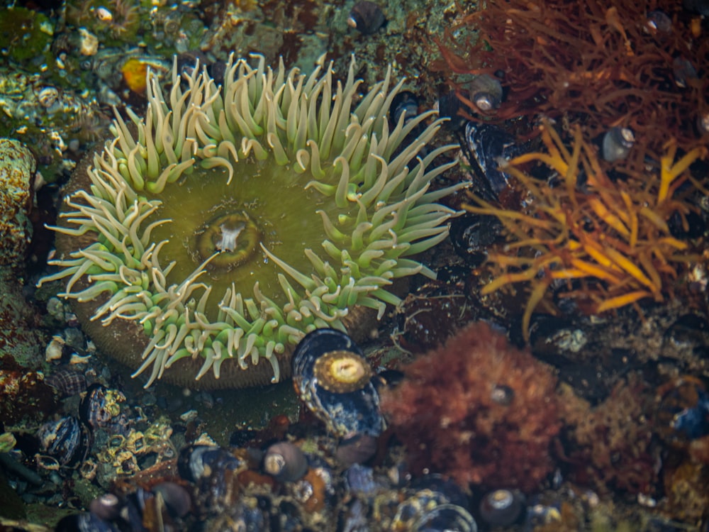 green and brown coral reef