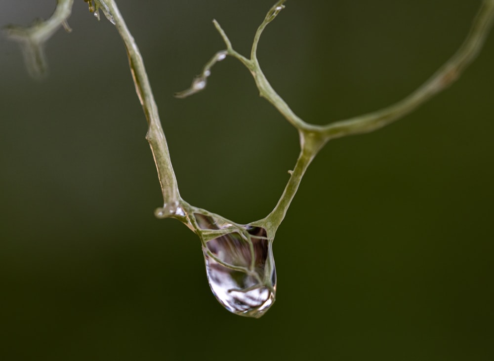 Gota de agua en la rama marrón de un árbol