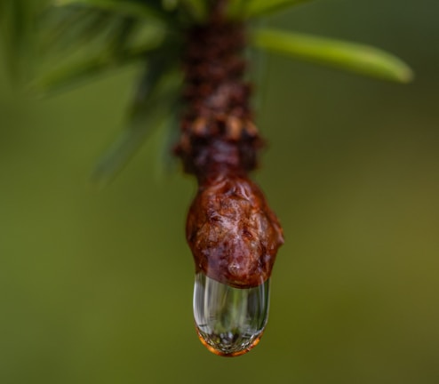 A close-up of pure Himalayan shilajit resin on a wooden surface.