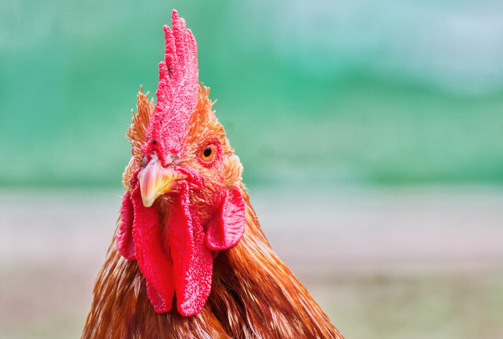 Gallo marrone e rosso in fotografia ravvicinata