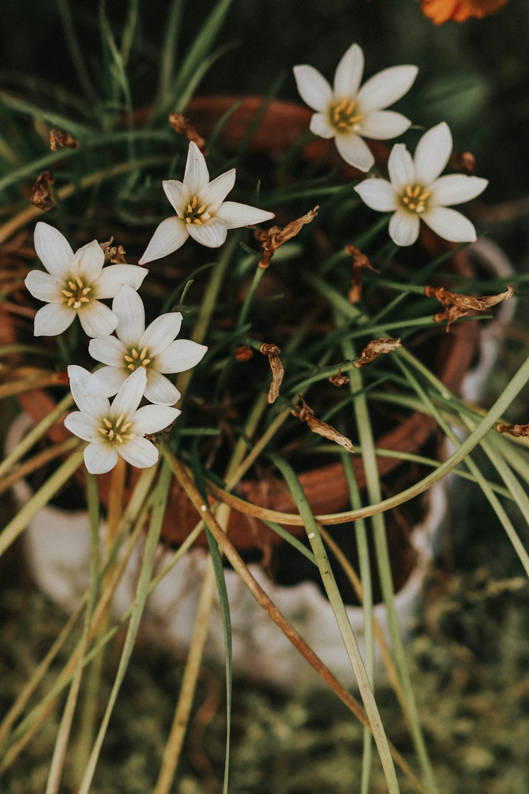 white flowers with green leaves