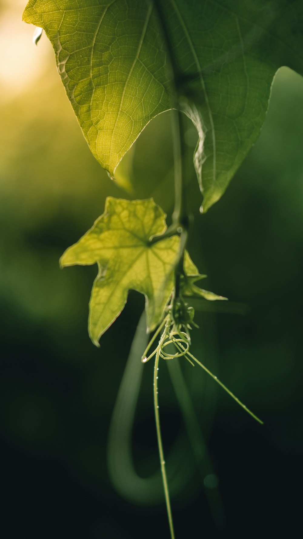 green leaf in close up photography