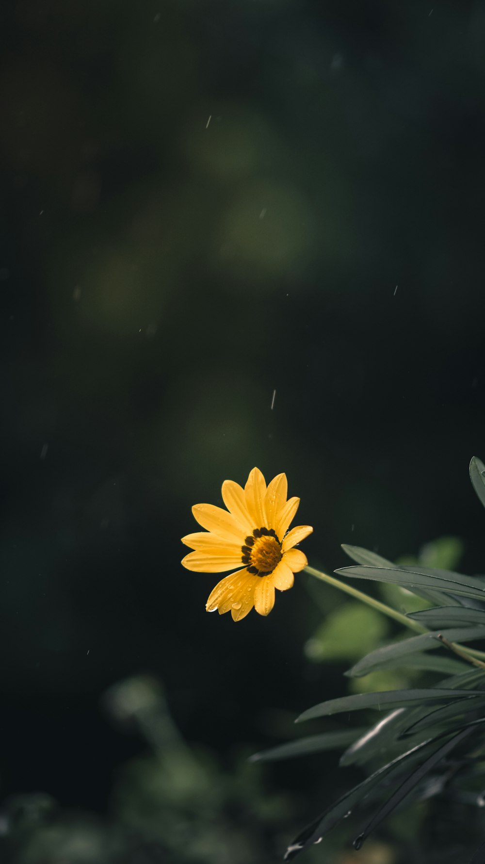 yellow flower in tilt shift lens