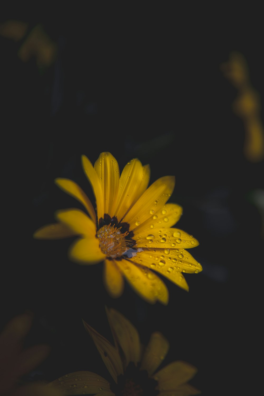 yellow flower in black background