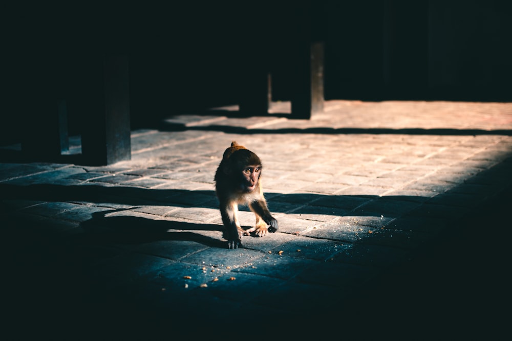 brown monkey sitting on ground during daytime