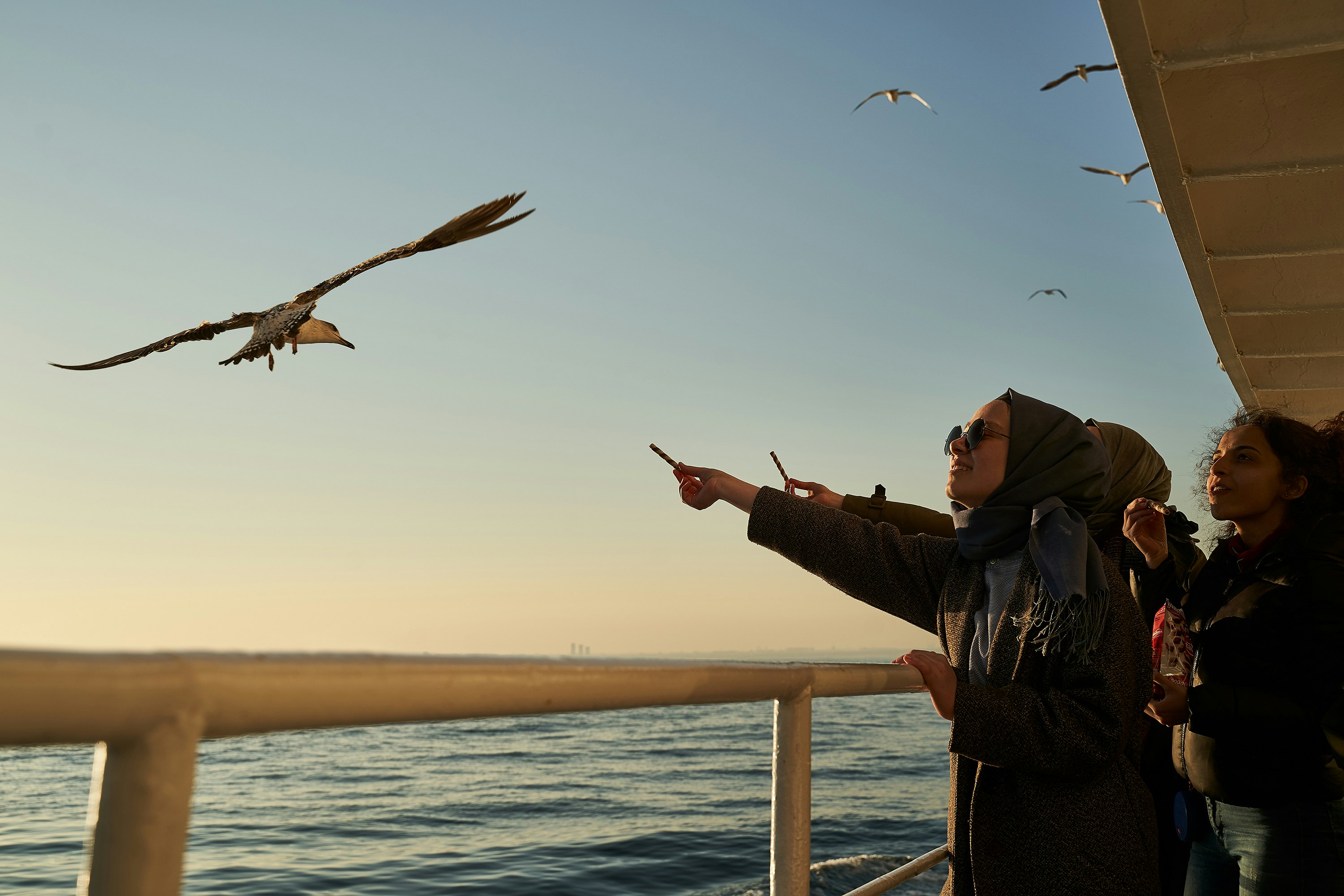 How to Teach a Bird to Wave Complete Training Guide