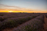 A serene lavender field under a twilight sky with soft glowing aura effects