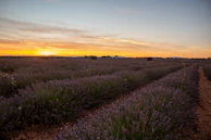 A peaceful scene of lavender fields at sunset, echoing the website’s calming color palette.