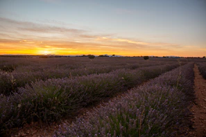 A panoramic view of a lavender field stretching towards a glowing horizon at dusk.