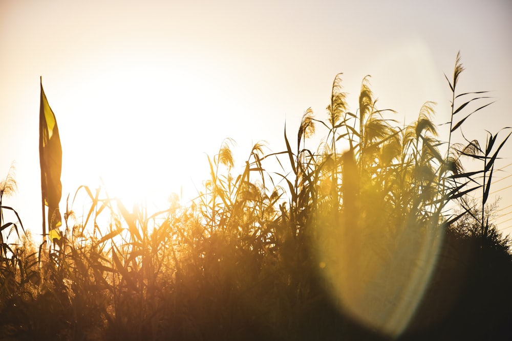 the sun is shining through the tall grass