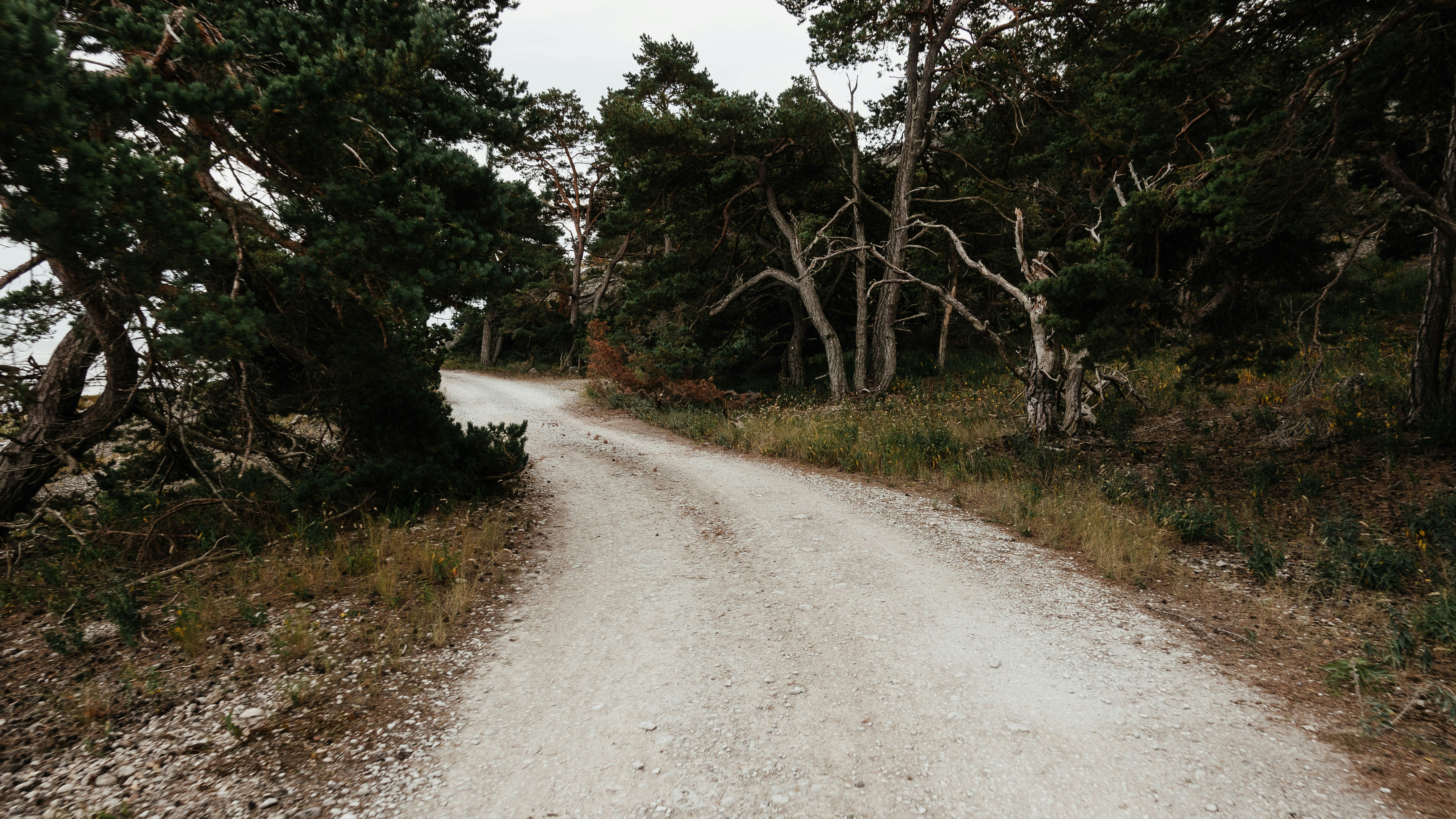 gray dirt road between green trees during daytime