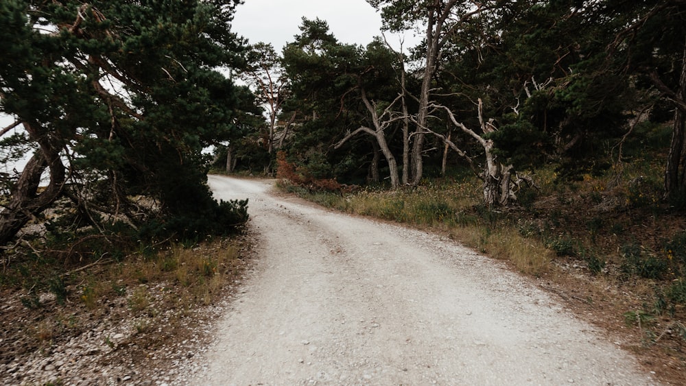 gray dirt road between green trees during daytime