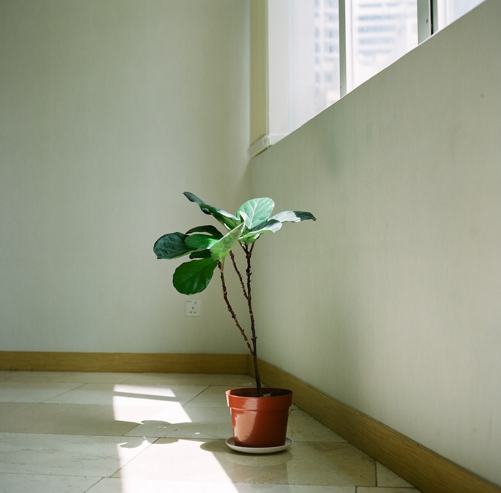 green plant on red plastic pot