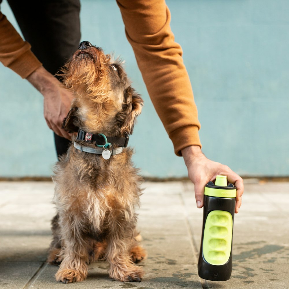 Perro pequeño de pelo largo marrón y negro bebiendo en una botella de plástico verde