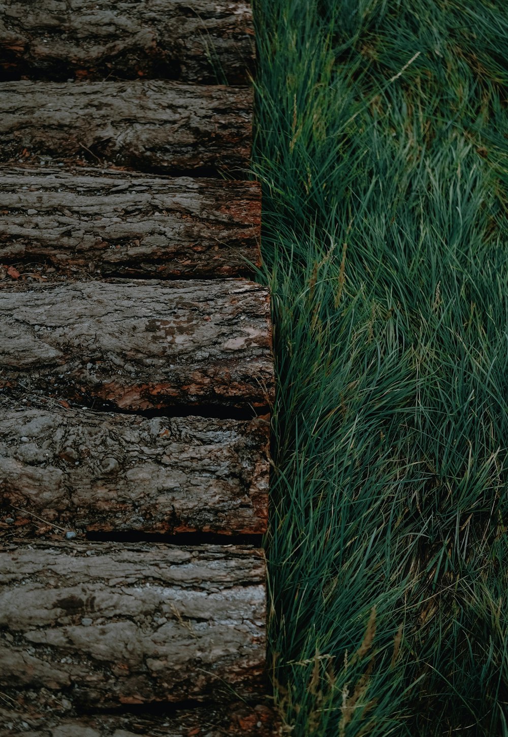green grass on brown wooden log