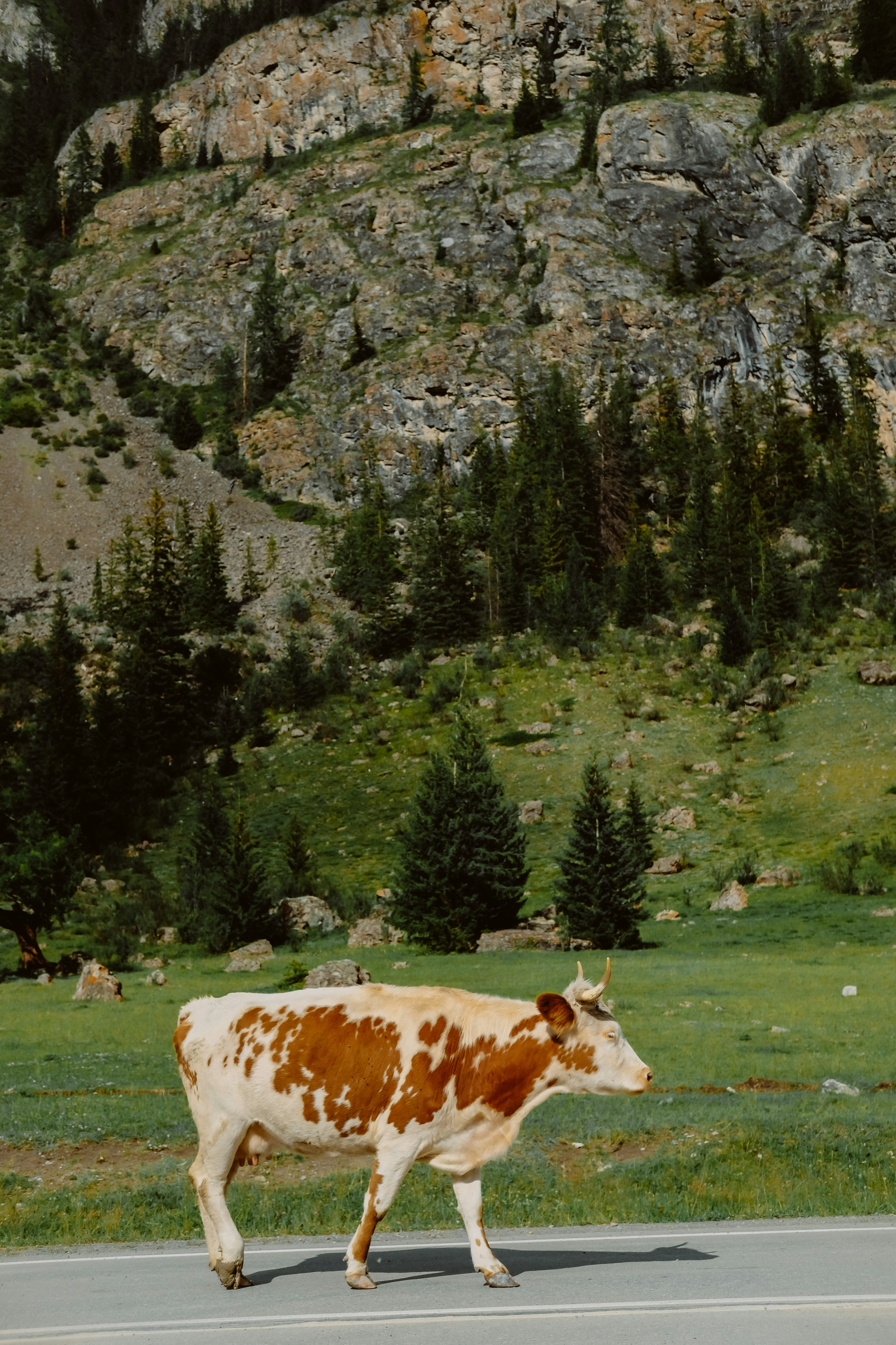 White and brown cow on green grass field near green trees during ...