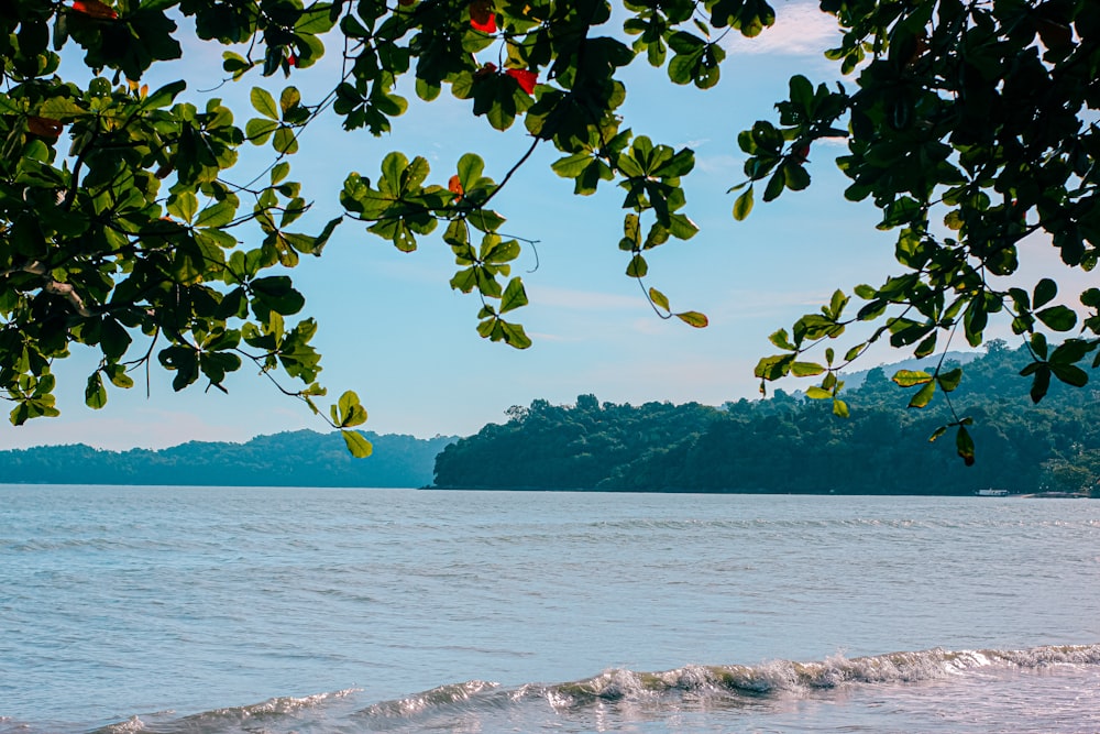 green and red fruit on brown tree branch near body of water during daytime