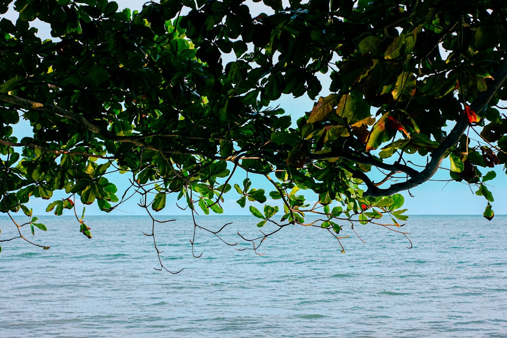 green leaves tree near body of water during daytime