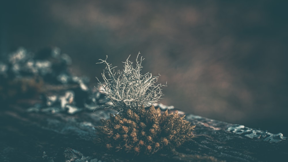 white plant on black rock