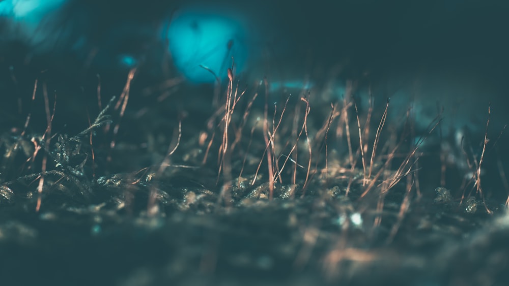 blue light on brown grass