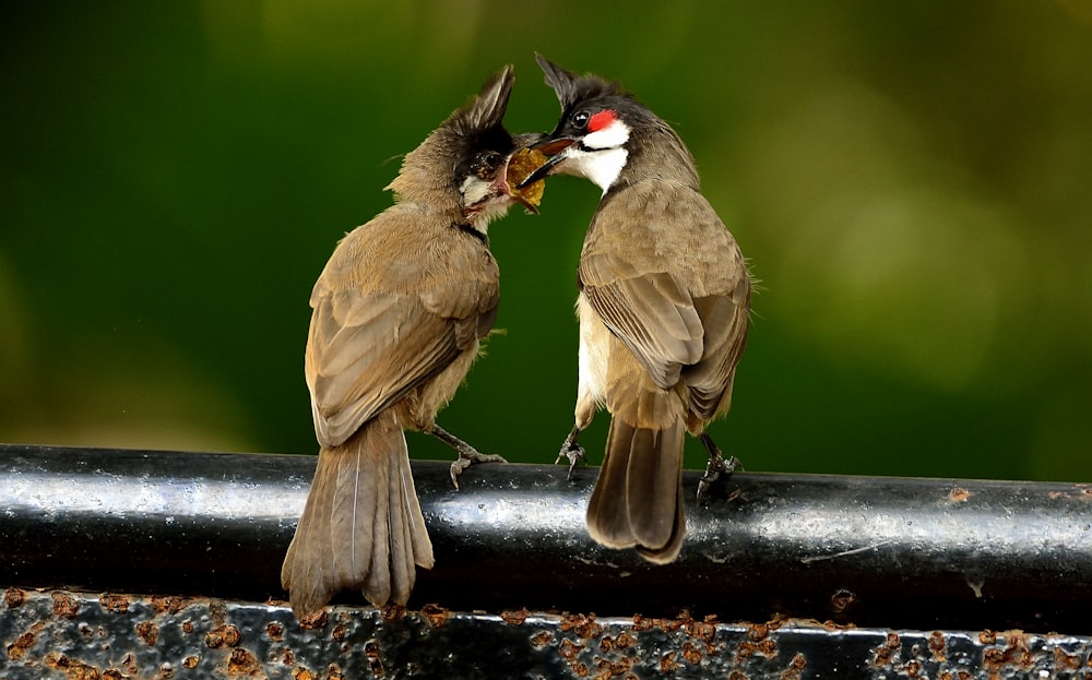 brown and black bird on black metal bar