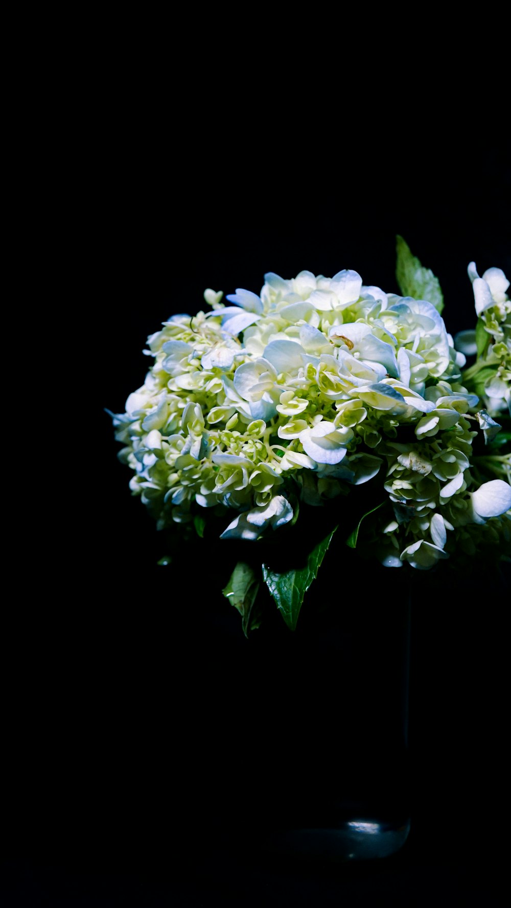 white and green flower in black background