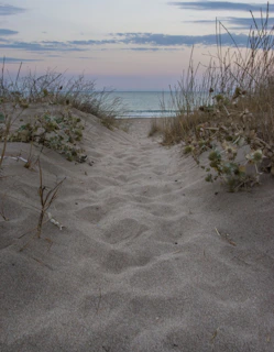 A serene coastal path winding through soft dunes under a pastel sky.