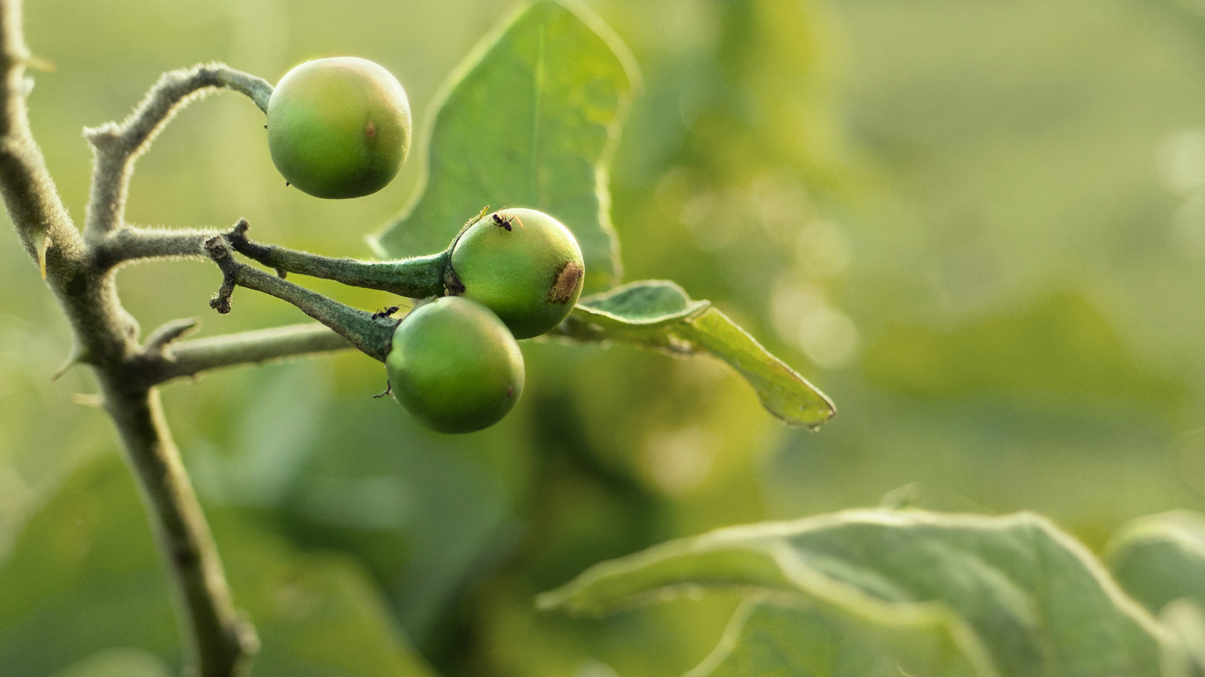 Photo by ramilderogongun