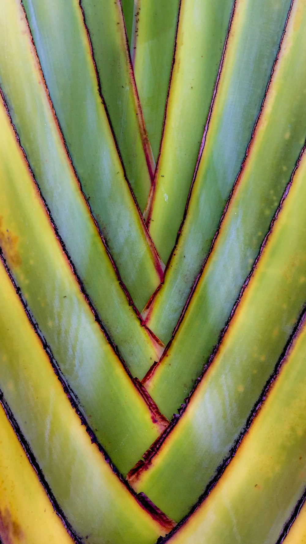 yellow and green banana leaf