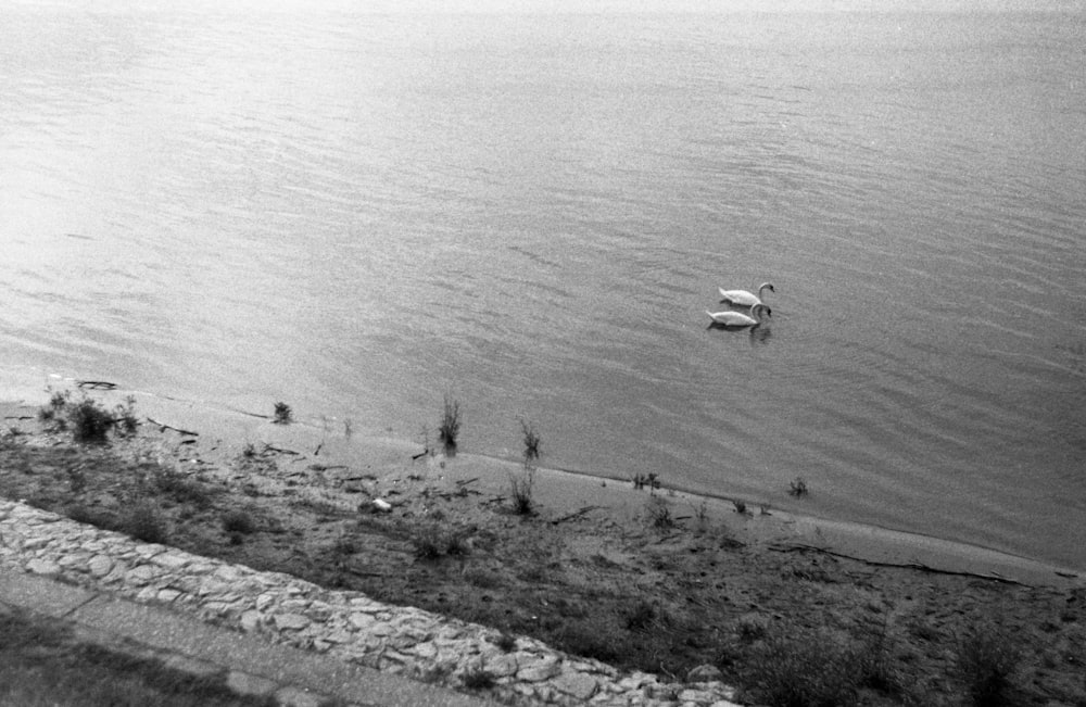 grayscale photo of people on beach