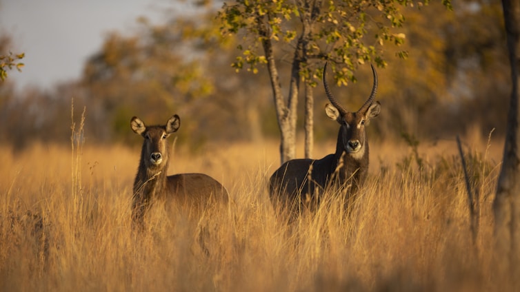 brown deer on brown grass field during daytime