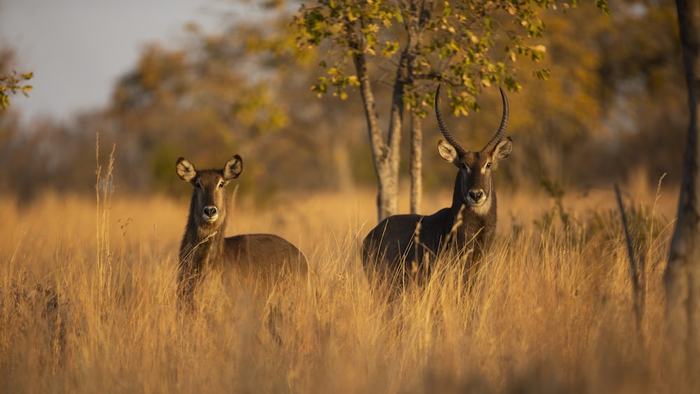 brown deer on brown grass field during daytime