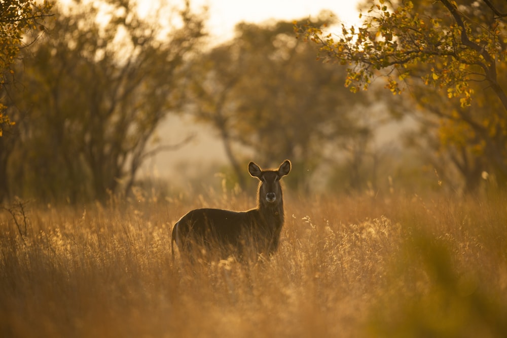 brown deer on brown grass field during daytime