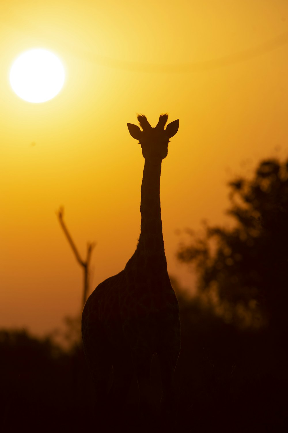 silhouette of person raising right hand during sunset