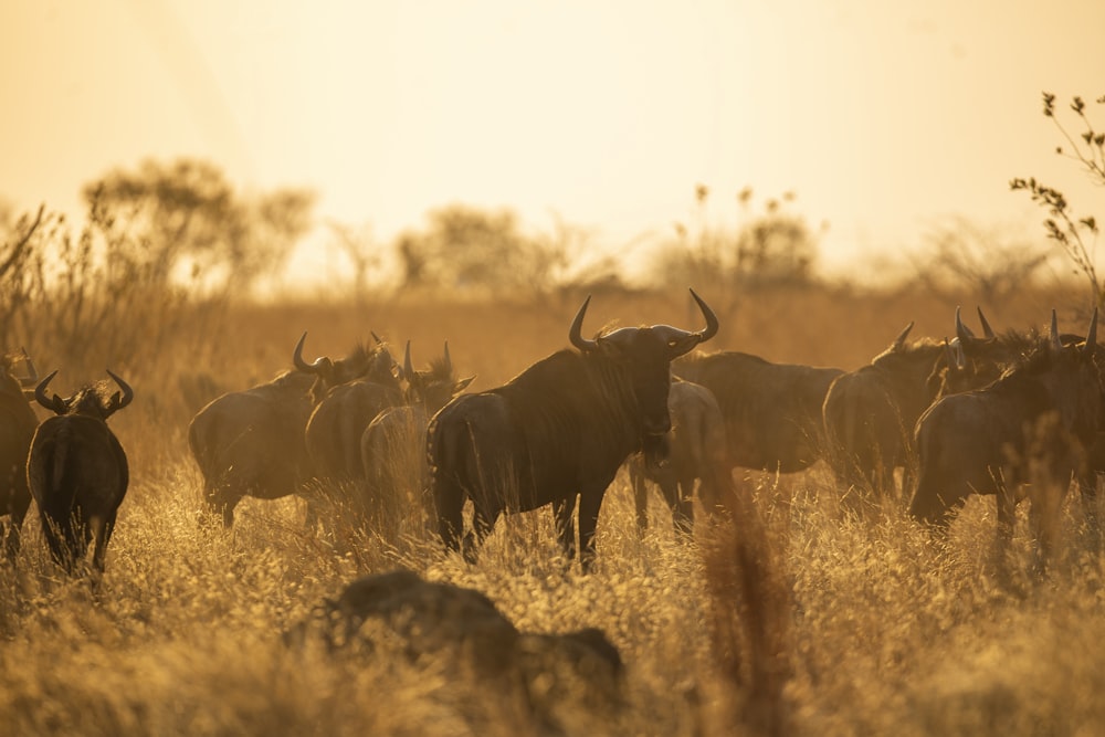 herd of water buffalo on field during daytime