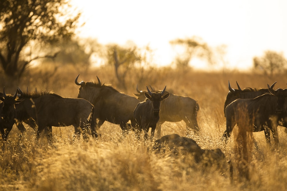 herd of deer on brown grass field during daytime