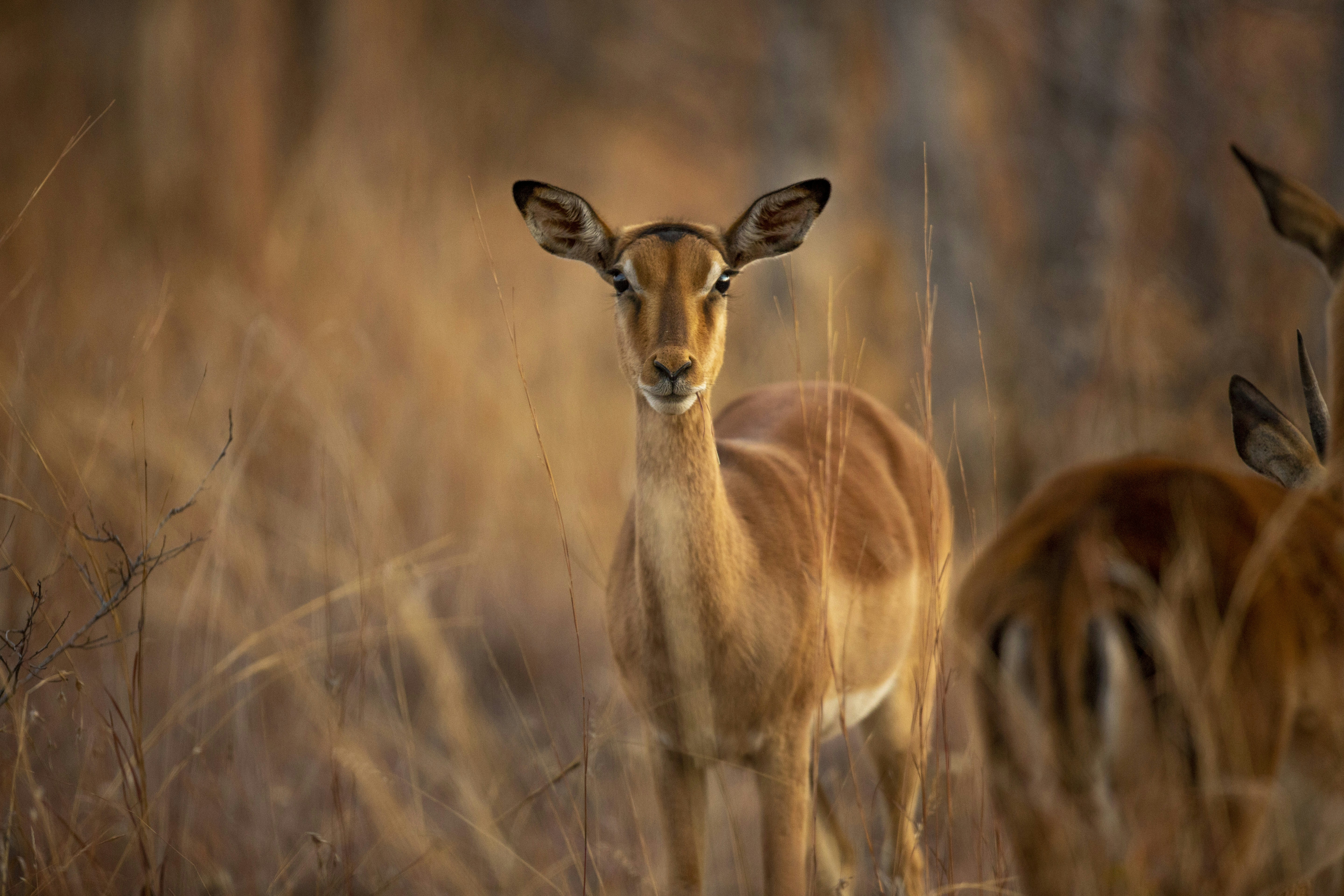 brown deer on brown grass field during daytime, 